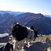 Die Knittelkarspitze ist offenbar auch für trittsichere und schwindelfreie Hunde geeignet