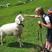 Margit verwöhnt ein Schaf ...