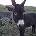 Auf dem Weg zum Aussichtsberg: Schöner, wuscheliger Esel. Der hatte so lange Ohren, dass er gar nicht aufs Bild passte:-(