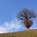 aussergewöhnlicher Neuwuchs an diesem Baum - inmitten der lieblichen Emmentaler Hügellandschaft