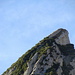Gipfelkopf Zehenspitz mit dem legföhrenbewachsenen Südostgrat, wo ich am oberen Ende der Felsrippe am linken Bildrand umgekehrt bin