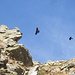 Coppia di gracchi alpini in volo sulla cresta
