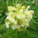 Pédiculaire feuillée (Pedicularis foliosa)