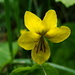 Pensée à deux fleurs (Viola biflora)