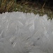 Filigrane Eisstrukturen zeugen von der Kälte