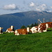 Kühe am Zettersfeld, im Hintergrund der Hochstein