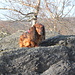 An der Jeřabina - "Dachshund on the rocks" ... oder so ähnlich ;-) ... <br />auf den nordwestlich der Aussichtsplattform gelegenen Felsen.