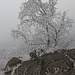 An der Jeřabina (12.11.2011) - Nebel und Raureif bestimmen die Szenerie.