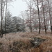 An der Jeřabina (12.11.2011) - Nebel und Raureif bestimmen die Szenerie.