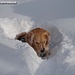 Schnee, Schnee, Schnee - leider verklebt er meine Pfoten, dafür muss für die Pflege, zwischendurch, Zeit sein, denn man weiß ja nie welche hübsche Hundedame einem noch über den Weg läuft ;-)