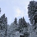 Der Neuschnee verzaubert den Wald.