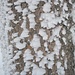Schneestrukturen am Baum