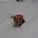 Luca - einfach begeistert vom Schnee