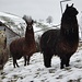 stattliche Lamas (oder eher Alpacas?) auf Chlilörzge