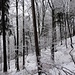 Winter-Weihnachts-Wald