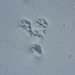 Hasenspuren im Schnee - Schneeschuhtour Hengst