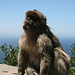 Gibraltar - Affenhitze ... nur wenige genießen die intensiven Sonnenstrahlen ...