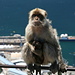 Gibraltar - Einer der zahlreichen Berberaffen (Macaca sylvanus). Hier mit Kind.