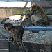 Gibraltar - Affenhitze ... natürlich bekommt auch der Nachwuchs etwas zu trinken, aus dem Mund der Mutter scheint es besonders gut zu schmecken.