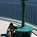 Gibraltar - Auf der Aussichtsterrasse nahe der Cable Car Top Station (Seilbahn-Bergstation) wartet ein Affe im Schatten eines Fernrohrs: "Vielleicht spendiert ein Tourist ja etwas Kleingeld für einen Blick in die Heimat meiner Vorfahren, ansonsten greif mich mir halt seine coole Sonnenbrille und verschwinde erstmal." ;-).