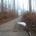 am Ende der Hegibach- bzw. Klusstrasse, nun beginnt der Waldweg (mit Schneeresten ...!)