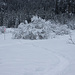 Etwas gutes hat der Dauerschneefall, der Trail wirkt so noch viel winterlicher…