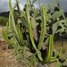 Euphorbia und Opuntia