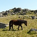 Longaford Tor mit Dartmoor Pony