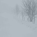 rein ins weiss von Schnee und Nebel