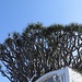Drachenbaum,ein 1000jähriges Exemplar steht in Icod de los Vinos