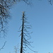 Im Naturreservat Teufelskeller lässt man die toten Bäume einfach stehen - darum ist der Aufenthalt bei Sturmwetter nicht zu empfehlen.