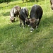 <br />Kühe haben Hörner