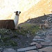 Lamas lagern vor der Hütte