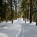 Abstieg vom Hochschelpen durch lichte Fichtenwälder