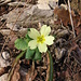 Una Primula vulgaris approfitta dell'esposizione a Sud per fiorire a gennaio.