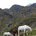 cai in linistea muntelui..inspre izvorul Caprei