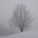 Schneegestöber verhüllt den markanten Baum auf der Hornbachegg zart