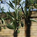 Zweig eines Olivenbaum (Olea europaea) in den Giardini Vaticani.