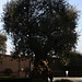 Mit 400 Jahren einer der beiden älteste Olivenbäume (Olea europaea) im Vatikan. Beide Bäume stehen beim Torre San Giovanni.