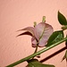 <b>L'inverno ticinese offre anche queste sorprese: Bouganvillea fiorita!</b>