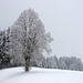Linde auf Almisbergegg im Winter......