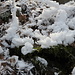 Gipfelbereich Boreč - Raureif. Dieser bildet sich offensichtlich bei dem derzeit starken Frost an den viel kälteren Pflanzenteilen und anderen Dingen in der Umgebung der Austrittsstellen von warmer Luft.