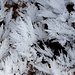 Gipfelbereich Boreč - Raureif. Dieser bildet sich offensichtlich bei dem derzeit starken Frost an den viel kälteren Pflanzenteilen und anderen Dingen in der Umgebung der Austrittsstellen von warmer Luft.