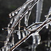 Gipfelbereich Boreč - Eisbildung bei dem derzeit starken Frost an den viel kälteren Pflanzenteilen in der Umgebung der Austrittsstellen von warmer Luft.