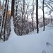 La neve qui tenta il tree-climbing