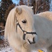 Eisbär-Pony