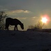 Stimmungsbild "Pferd im Sonnenuntergang am Eichberg" :-)