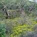 Wilde urtümliche Landschaft