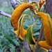 Ein Pilz der diese schöne Farbe auf diese Pflanze bringt