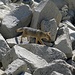 Patagonischer Silberrfuchs, der mich nicht gesehen hatte...